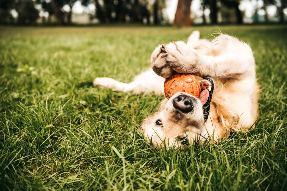 A dog lies on its back in the grass, playing with an orange ball in its mouth, enjoying the sunshine at Emberly in Fort Bend County—where new homes create vibrant, pet-friendly communities.